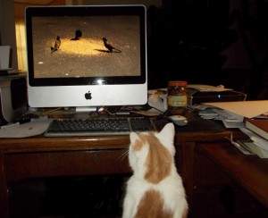 Brother_Cat_birdwatching